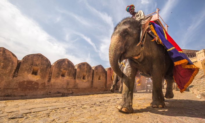 Elephant en Inde par C Rayban