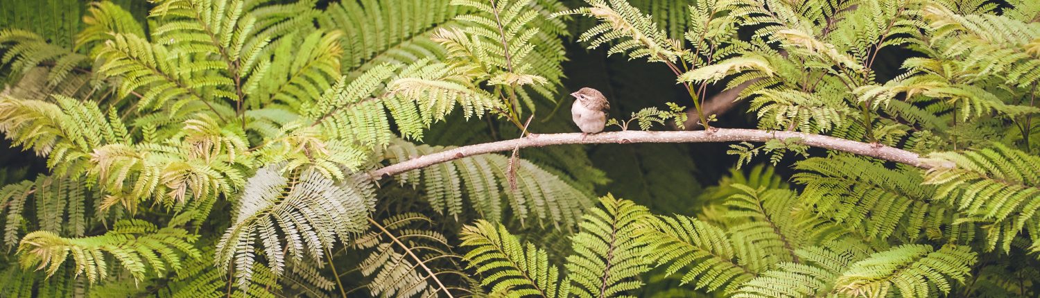Oiseau à Madagascar par Zivile Arunas