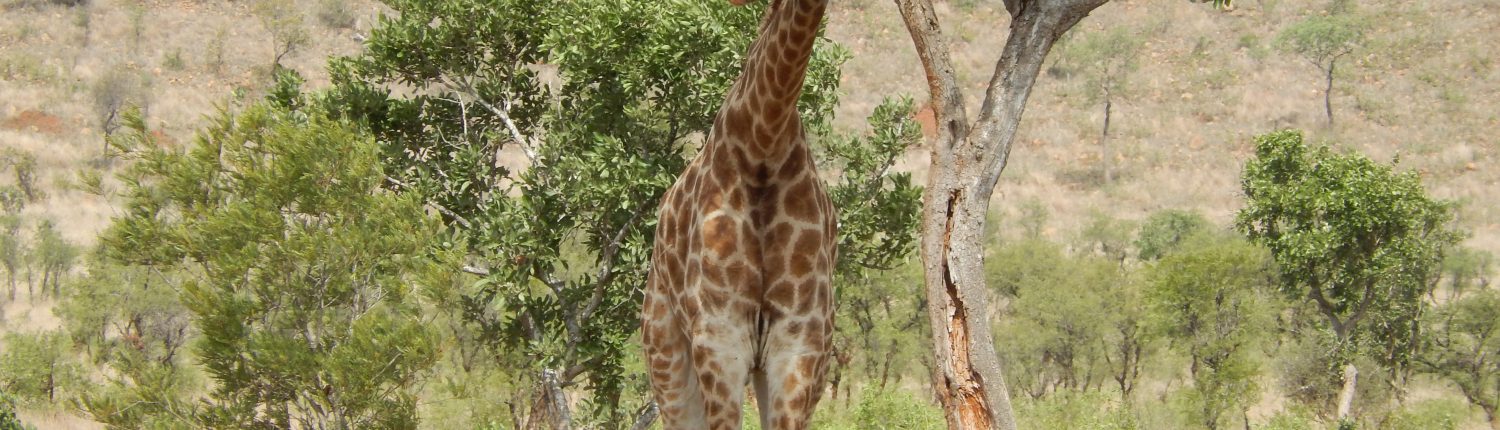 Girafe en Afrique du Sud par Mark De Jong